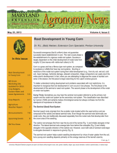 Root Development in Young Corn  May 23, 2013 Volume 4, Issue 2