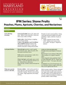 IPM Series: Stone Fruits Peaches, Plums, Apricots, Cherries, and Nectarines  Symptoms