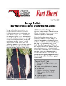 Forage Radish:  New Multi-Purpose Cover Crop for the Mid-Atlantic