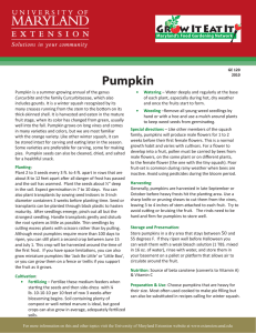 Pumpkin is a summer-growing annual of the genus Curcurbita