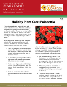 Holiday Plant Care: Poinsettia