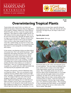 Overwintering Tropical Plants