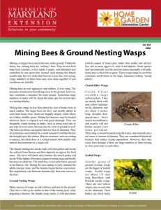 Mining Bees &amp; Ground Nesting Wasps