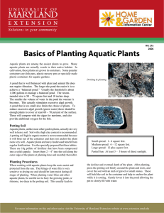 Basics of Planting Aquatic Plants
