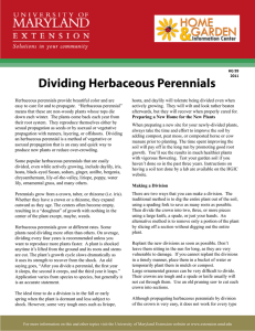 Dividing Herbaceous Perennials