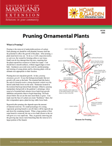 Pruning Ornamental Plants Not for Resale What is Pruning?