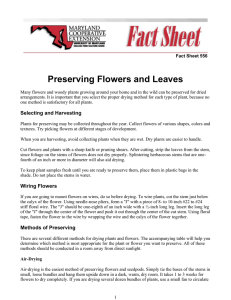 Preserving Flowers and Leaves