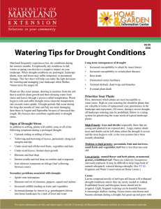 Watering Tips for Drought Conditions