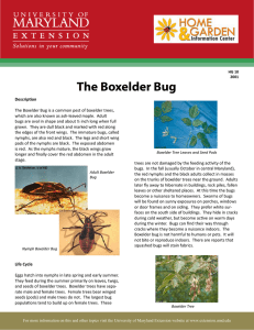 The Boxelder Bug
