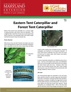 Eastern Tent Caterpillar and Forest Tent Caterpillar