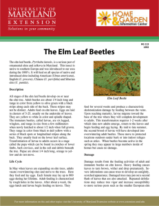 The Elm Leaf Beetles