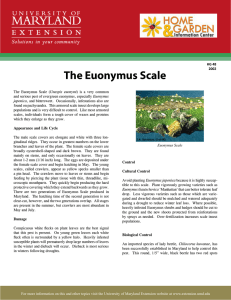 The Euonymus Scale