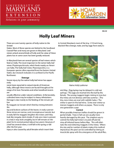 Holly Leaf Miners
