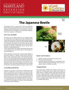 The Japanese Beetle Not for Resale