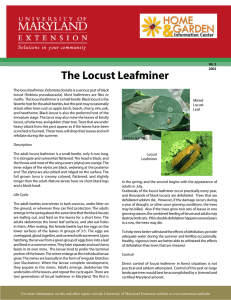 The Locust Leafminer