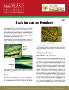 Scale Insects on Hemlock