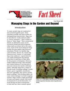 Managing Slugs in the Garden and Beyond Introduction