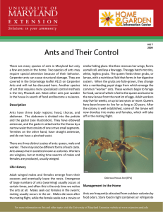 Ants and Their Control