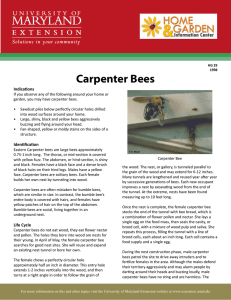 Carpenter Bees Indications