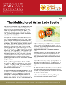 The Multicolored Asian Lady Beetle