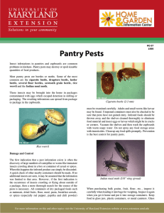 Pantry Pests