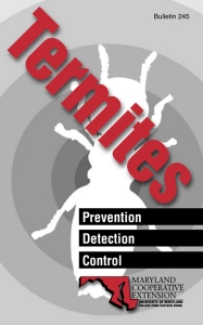 Term ites Prevention Detection