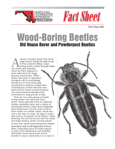 A Wood-Boring Beetles Old House Borer and Powderpost Beetles Fact Sheet 689