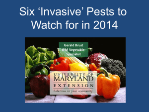 Six ‘Invasive’ Pests to Watch for in 2014 Gerald Brust IPM Vegetable