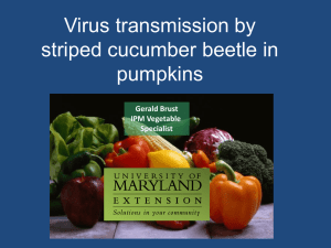 Virus transmission by striped cucumber beetle in pumpkins Gerald Brust