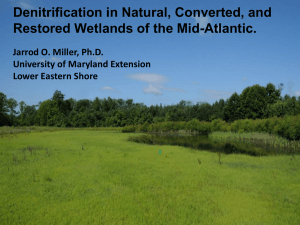 Denitrification in Natural, Converted, and Restored Wetlands of the Mid-Atlantic.