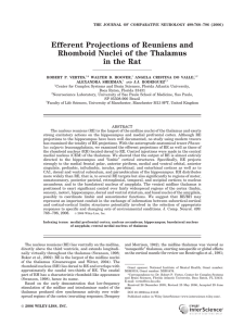 Efferent Projections of Reuniens and Rhomboid Nuclei of the Thalamus