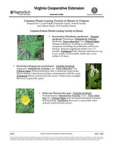 Common Plants Causing Toxicity to Horses in Virginia