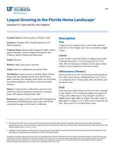 Loquat Growing in the Florida Home Landscape Description Tree