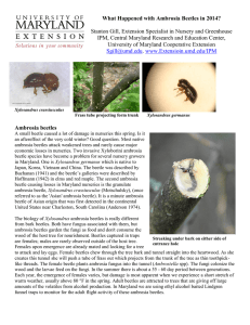 What Happened with Ambrosia Beetles in 2014?