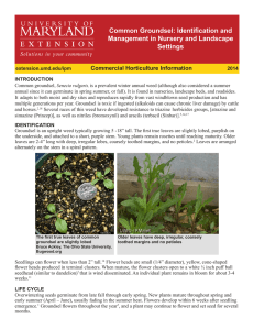 Common Groundsel: Identification and Management in Nursery and Landscape Settings Commercial Horticulture Information