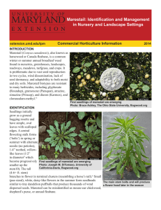 Marestail: Identification and Management in Nursery and Landscape Settings Commercial Horticulture Information
