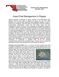 Insect Pest Management in Pepper