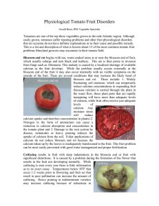 Physiological Tomato Fruit Disorders