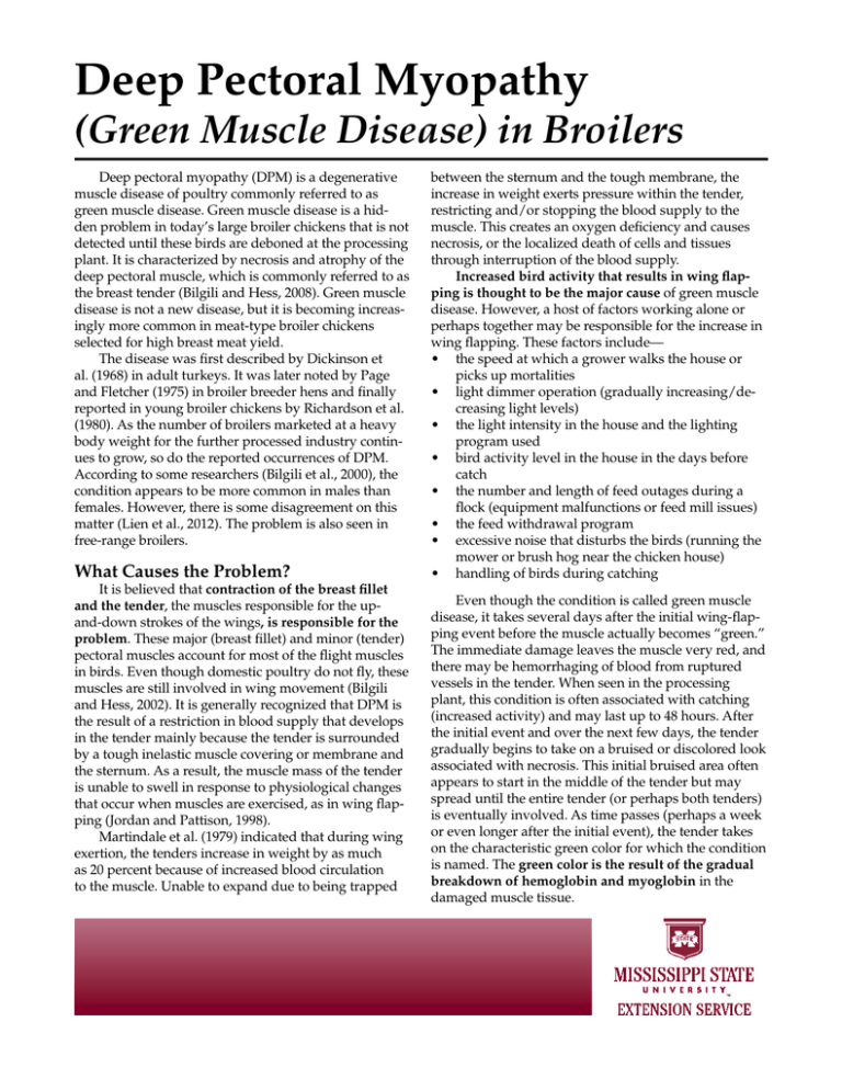Deep Pectoral Myopathy (Green Muscle Disease)