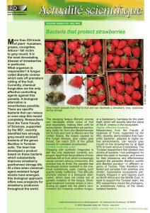 M Bacteria that protect strawberries