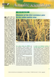 R Discovery of the first resistance gene to rice yellow mottle virus