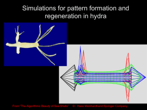 A-12-Patterning and regeneration in hydra.ppt