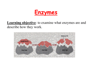 Enzymes Learning objective describe how they work.