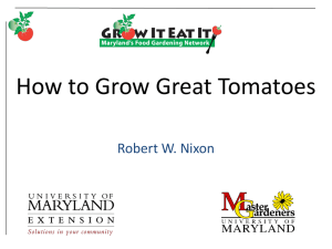 MG8 How to Grow Great Tomatoes