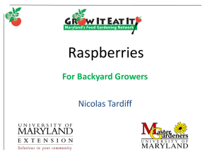 MG19 Raspberries for Backyard Growers