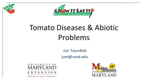 MG28 Tomato Diseases Abiotic Problems
