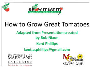 How to grow great tomatoes
