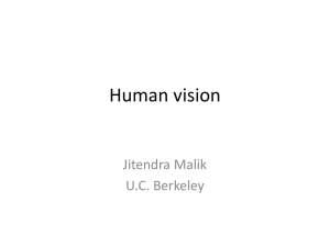 Human vision Jitendra Malik U.C. Berkeley