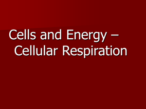 Cellular Respiration