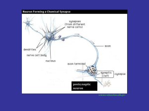 postsynaptic neuron science-education.nih.gov